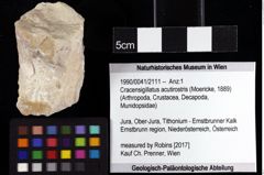 Foto (Objket + Etiketten) von Cracensigillatus acutirostris (Moericke, 1889) 